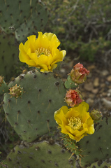 Opuntia aciculata