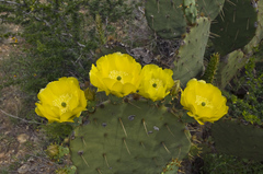 Opuntia aciculata