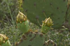 Opuntia aciculata