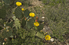 Opuntia aciculata