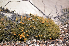 Chuquiraga aurea