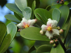 Clusia fluminensis