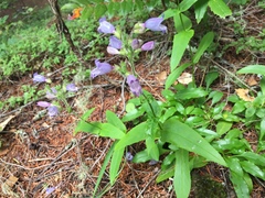 Penstemon rattanii
