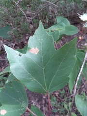 Acer rubrum drummondii