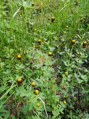 Trifolium spadiceum