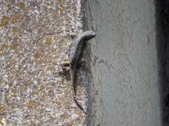 Sceloporus grammicus