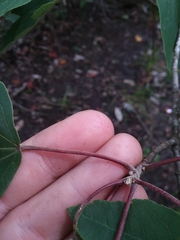 Acer rubrum drummondii