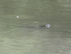 Trachemys scripta troostii