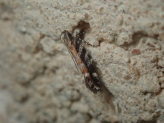Aristotelia subericinella