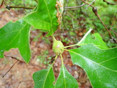 Zapatella quercusphellos