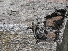Sceloporus grammicus