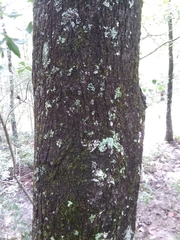 Acer rubrum drummondii