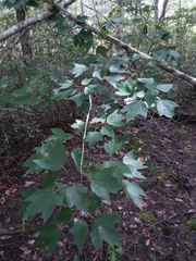 Acer rubrum drummondii