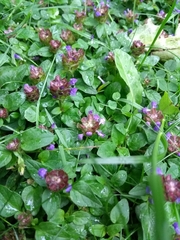 Prunella vulgaris