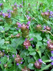 Prunella vulgaris
