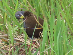 Pardirallus nigricans