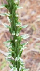 Platanthera yadonii