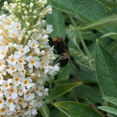 Volucella