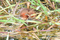Laterallus albigularis