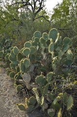 Opuntia alta