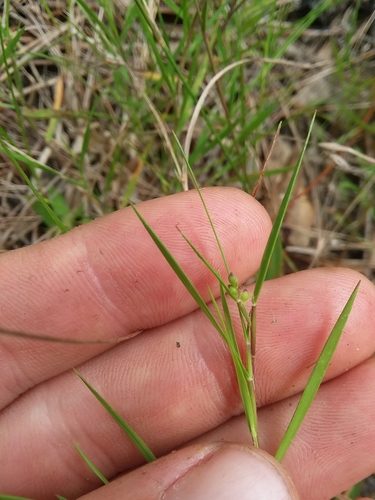Image of Dichanthelium aciculare by (c) Will McFarland, some rights reserved (CC BY)