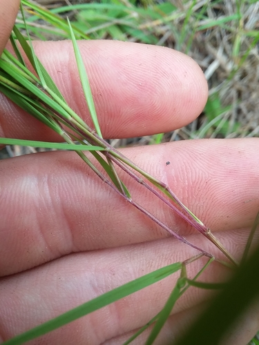 Image of Dichanthelium aciculare by (c) Will McFarland, some rights reserved (CC BY)