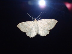 Triphosa sabaudiata