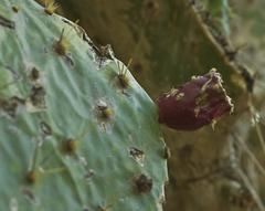 Opuntia alta