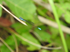 Acanthagrion quadratum