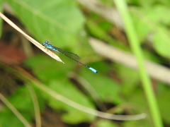 Acanthagrion quadratum