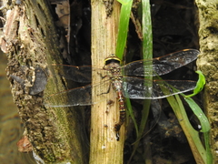 Rhionaeschna dugesi