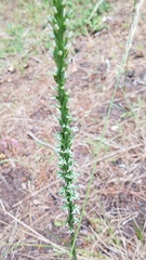 Platanthera yadonii