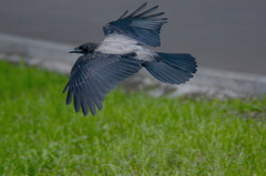 Corvus cornix