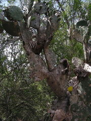 Opuntia alta