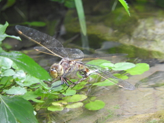 Rhionaeschna dugesi