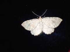 Triphosa sabaudiata