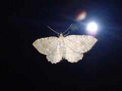 Triphosa sabaudiata
