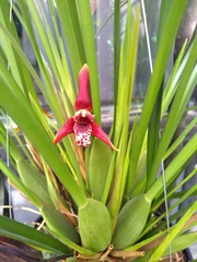 Maxillaria tenuifolia
