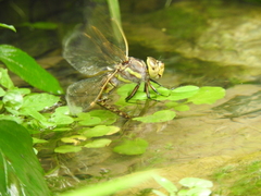 Rhionaeschna dugesi