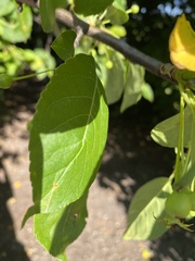 Euonymus latifolius planipes