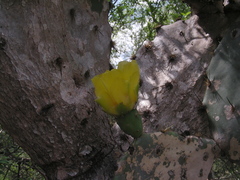 Opuntia alta