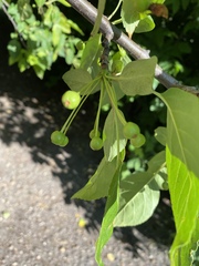 Euonymus latifolius planipes