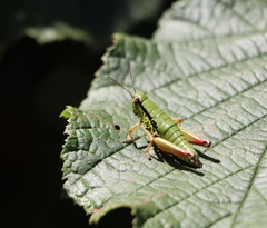 Micropodisma salamandra