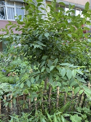 Euonymus latifolius planipes