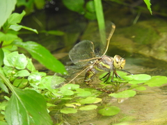 Rhionaeschna dugesi