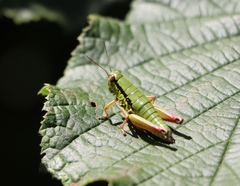 Micropodisma salamandra