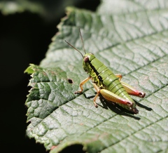 Micropodisma salamandra