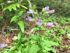 Penstemon rattanii