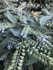 Symphytum caucasicum
