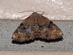 Mataeomera biangulata